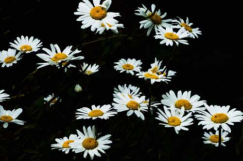 daisies white-and-yellow flowers daisy