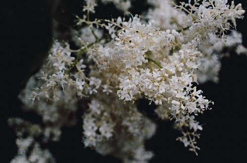 plant white flower flower