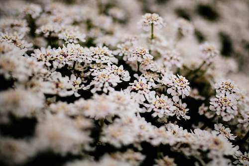 flower white flowers plant