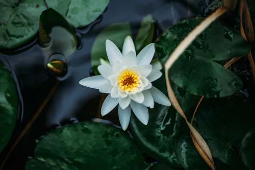 flower white lotus flower and lily pads lily