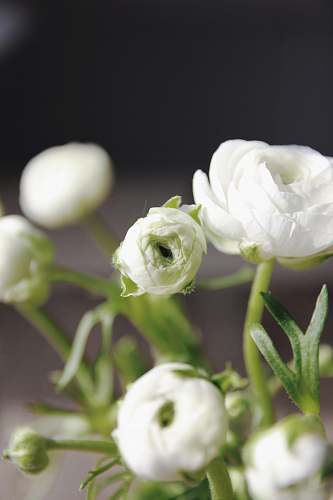 flower white peonies in selective focus photography plant