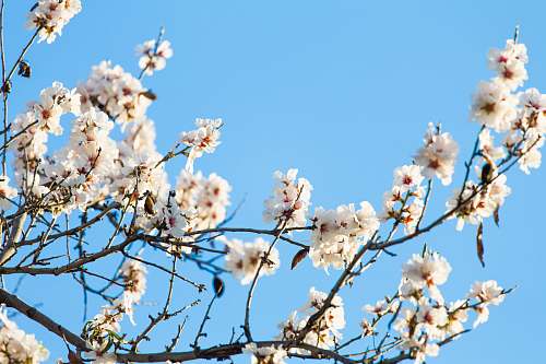 flora worm's eye view photography of cherry blossom tree flower