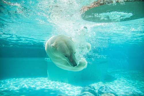 animal polar bear in body of water photography lincoln park zoo
