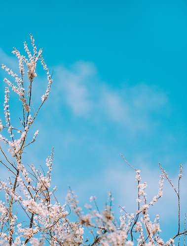 blossom selective focus photography of white flowers spring