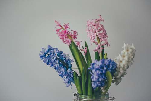 vase white, pink, and blue hyacinth flowers leaf