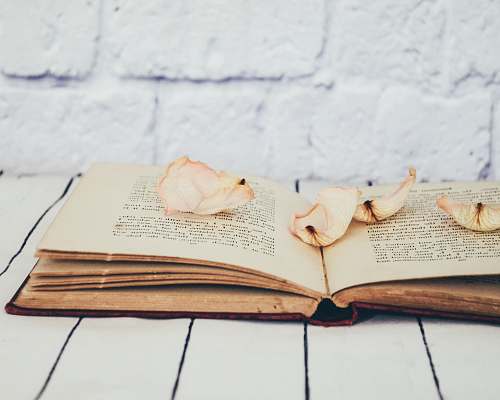 vintage flower petals on opened book diary