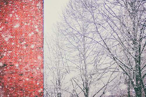 hamburg bare trees covered with snow germany