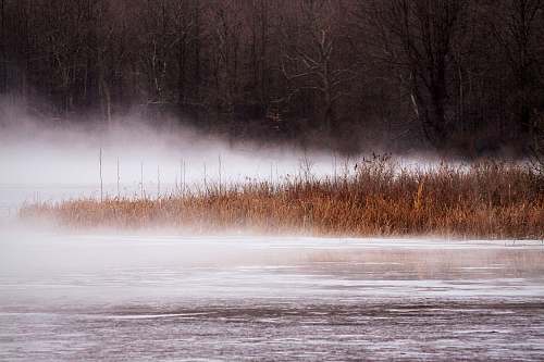 fog body of water grass