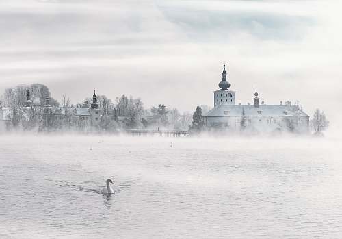 grey swan swimming on body of water gmunden