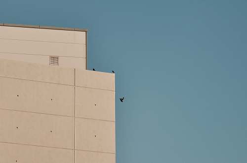 birds three birds beside building city