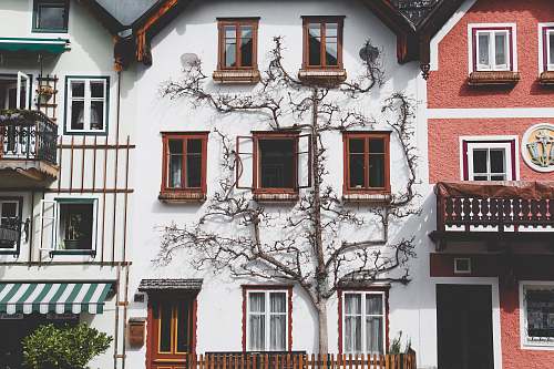 hallstatt white house with tree austria