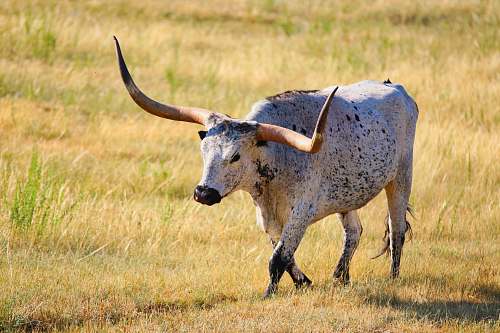 farm gray four legged animal on green grass field field
