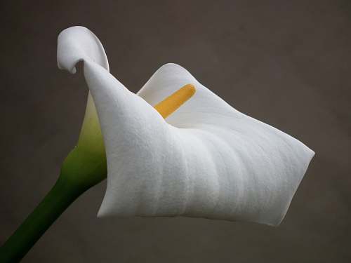 flower white Callalily flower white
