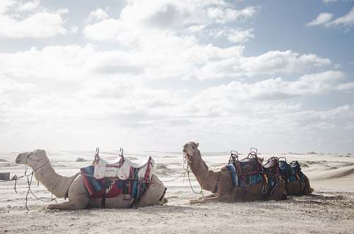animal photo of two camels lying on sand sand