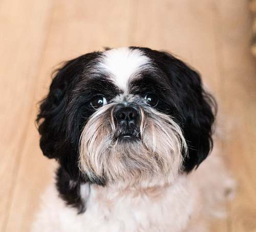 dog long-coated white and black dog animal