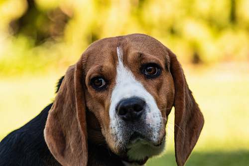 dog selective focus photography of adult tricolor beagle hound