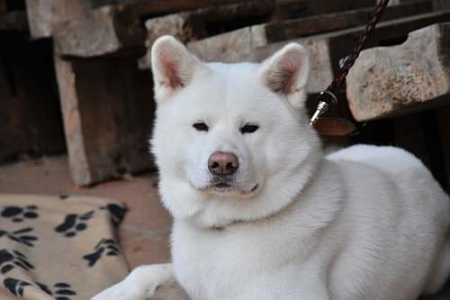 dog shallow focus of white dog husky