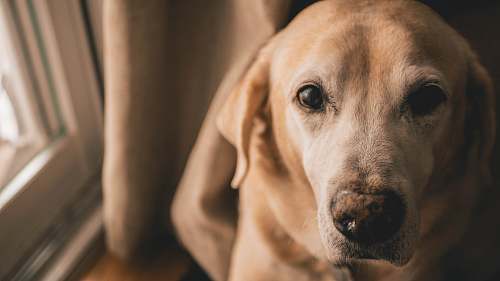 dog short-coated beige dog pet