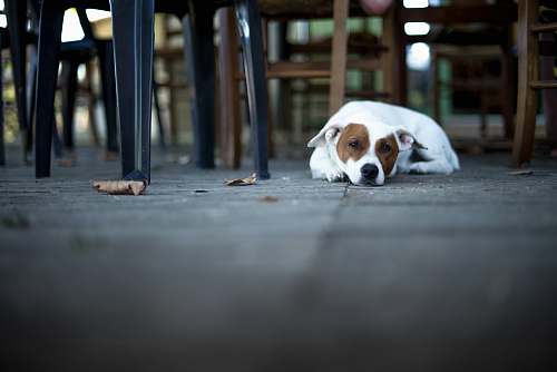 dog short-coated white dog on floor pet