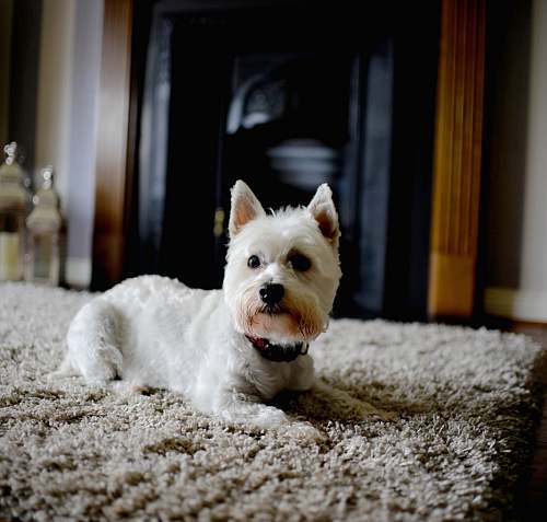 dog white dog on brown carpet pet