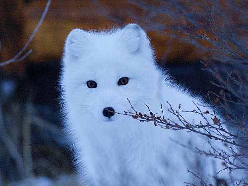 wildlife wildlife photography of snow fox mammal