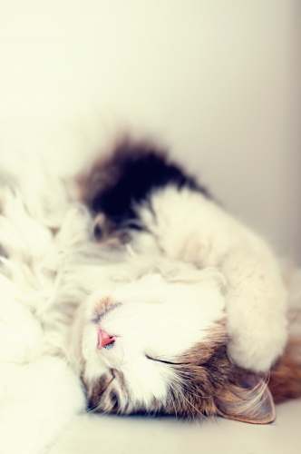animal brown and white cat lying on white floor pet