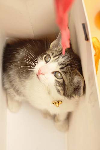 pet closeup photo of white and black kitten inside paper tote bag animal