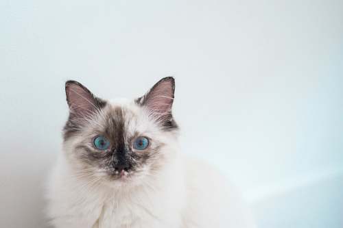 animal long-fur white and black cat mammal