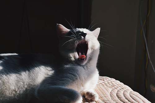 pet white cat yawn