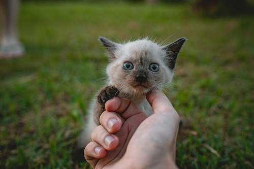 kitten white kitten on grass animal