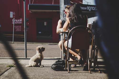 furniture white puppy human