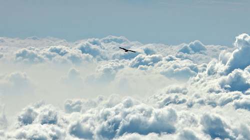 sky bird flying above clouds nature