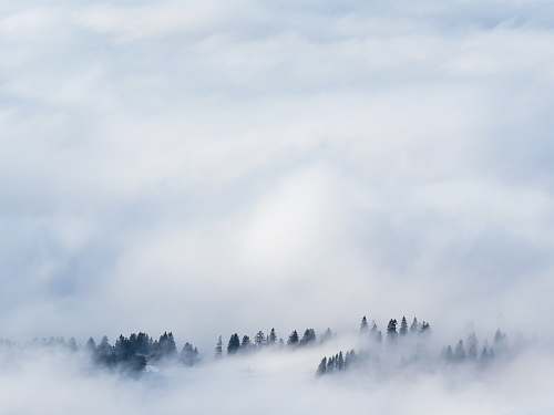 switzerland green trees covered with smokes at daytime le chasseron
