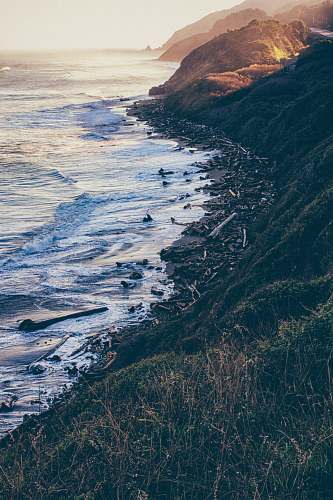 ocean seashore with drift woods sea