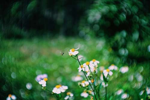 flower selective focus photography of white petaled flower dalat