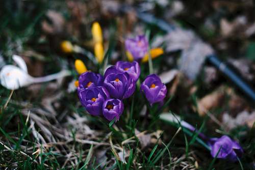 flower close up photography of purple petaled flowers plant