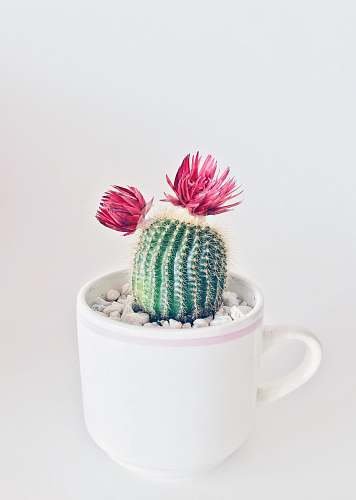 cactus green cactus with flowers saucer