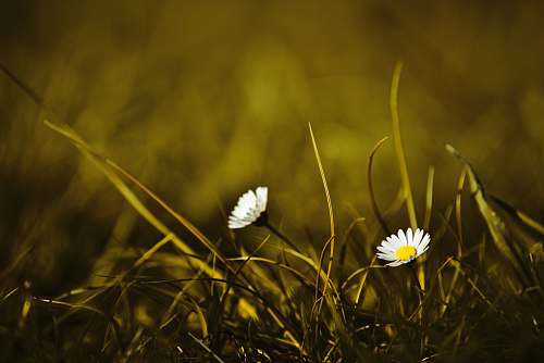 plant selective focus photography of white petaled flowers grass