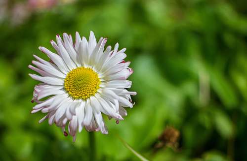 flower white daisy blossom