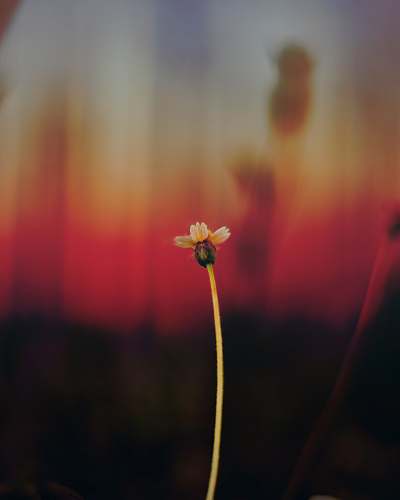 stem white petal flower cosmos