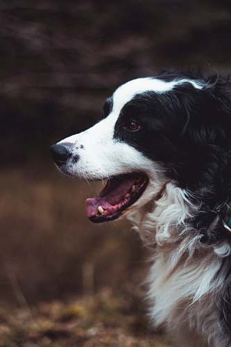animal  canine