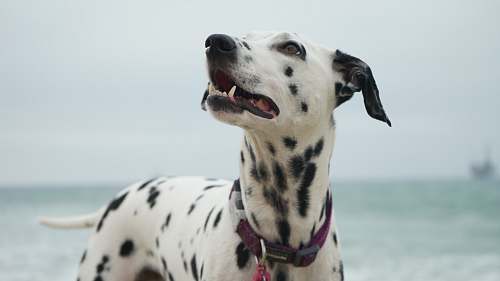 canine adult Dalmatian looking at right side dalmatian
