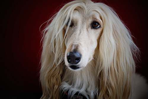 pet adult long-coated yellow dog canine