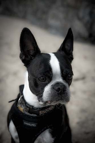 bulldog black and white French bulldog canine