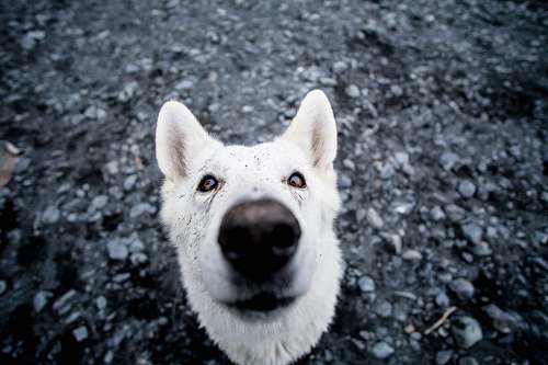 animal close up photo of adult white dog canine