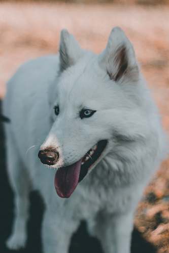 pet closeup photo of white dog canine