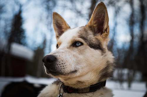 pet dog looking at its left canine