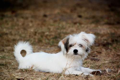 pet long-coat white and brown puppy lying on brown pavement animal
