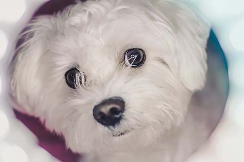 canine long-coated white puppy pet