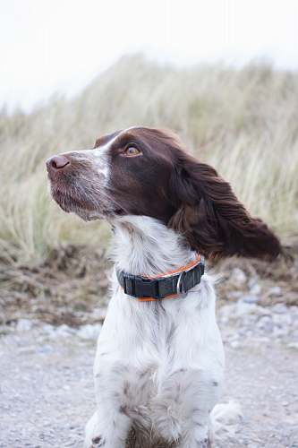 pet medium short-coated red and white dog on focus photo canine